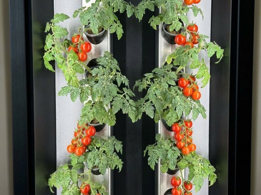 Cherry tomatoes on the vine in a Cubictree